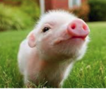 cole553656's army of pigs