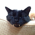 Strangerkittin