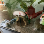 Axolotl group (cool)