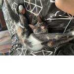 Kittens! >:3