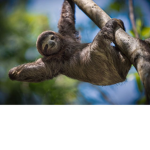 The Sloth Broz