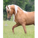SADDLE SEAT HORSE RIDING. MORGAN HORSES