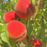 Peach Cafe 모모