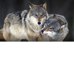 wolf gang wolf