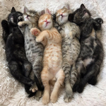 Cool Kidz cat club