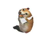 Eating Chomik