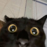 대정군