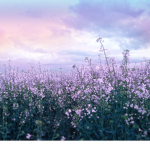 Flower Field Clothes