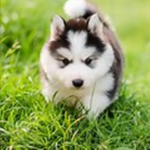 baby huskie