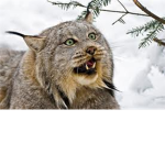 Wild Cat Roleplay