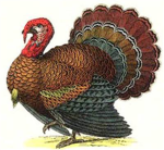 Thanksgiving Turkey