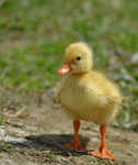 Mustfreeducks