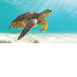 Turtle Chill Area