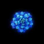 Blue Rose LLC