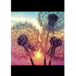 Dandelion group