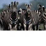 ultimate zebra gang