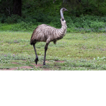 The Emu Squad