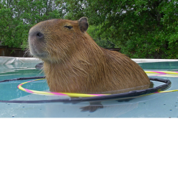 capybara  only :)
