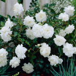 -Aesthetic Flower Garden-