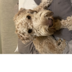 The dogs Rough rough rough rough rough rough rough