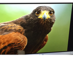 Juniorhawk