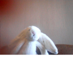 The bonnie bunnies
