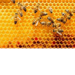 Bee's United