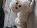 Lu Fan group/ my dog
