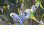 parakeet/ budgie lovers clan :]