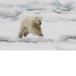 Polar_bear fam