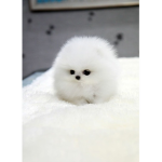 Fluff balls!