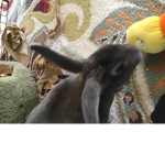 Peaches the bunny