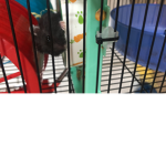 Timmy and mini