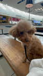 My dog Lulu<3