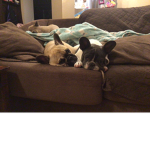 French bulldogs/Dogs