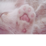 kittenys