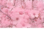x Blossom Buddies x