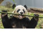 panda fan group..