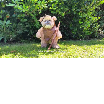 aaaaaaaaaa(update) save egg dog the killer