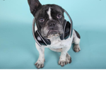 #LINC DOG