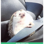 porcuplnes united