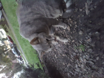 hamster_big_lover_<3