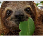 Team sloth for my life