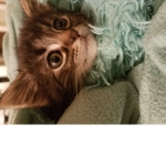 Cute cat nation