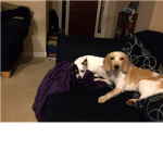 Puppy lovers of robloxia