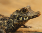 The Crocodilians!