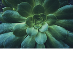 Jointhisgroupnowtoearnbobux