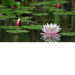 x_Pond Xf Lilies_x