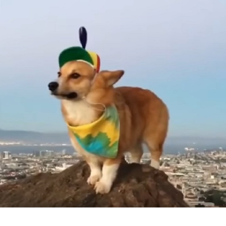 DylanDays Corgi Squad base!