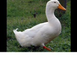 Ducky’s Unite